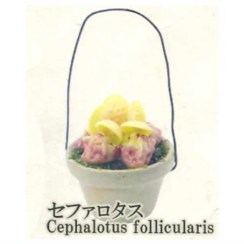 Japan Rainbow Gashapon Capsule - огляд і ціна Capsule Toy Gashapon